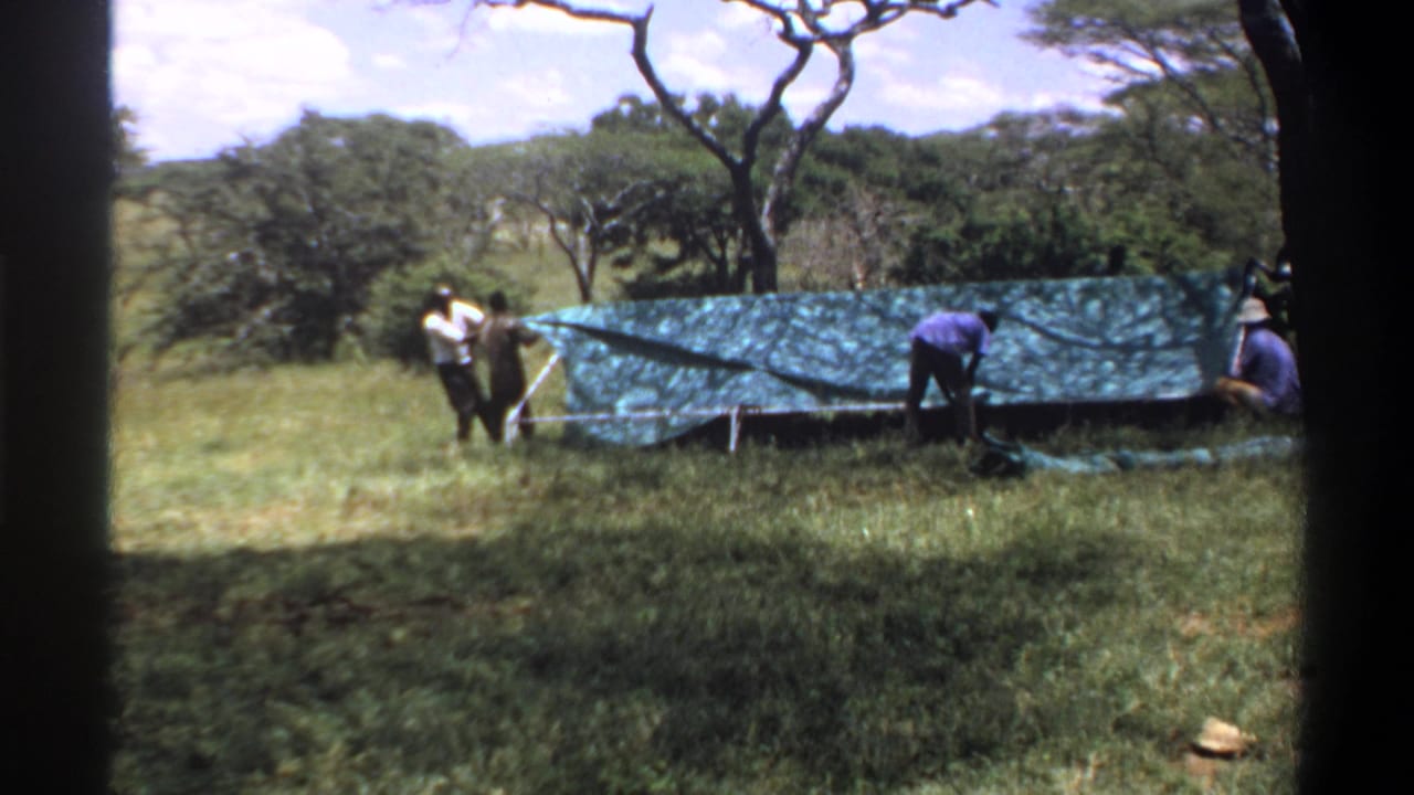 Men in a grassy Lagos setting, identified by metadata as 1969, arrange a large green tarp across a low support frame under trees.