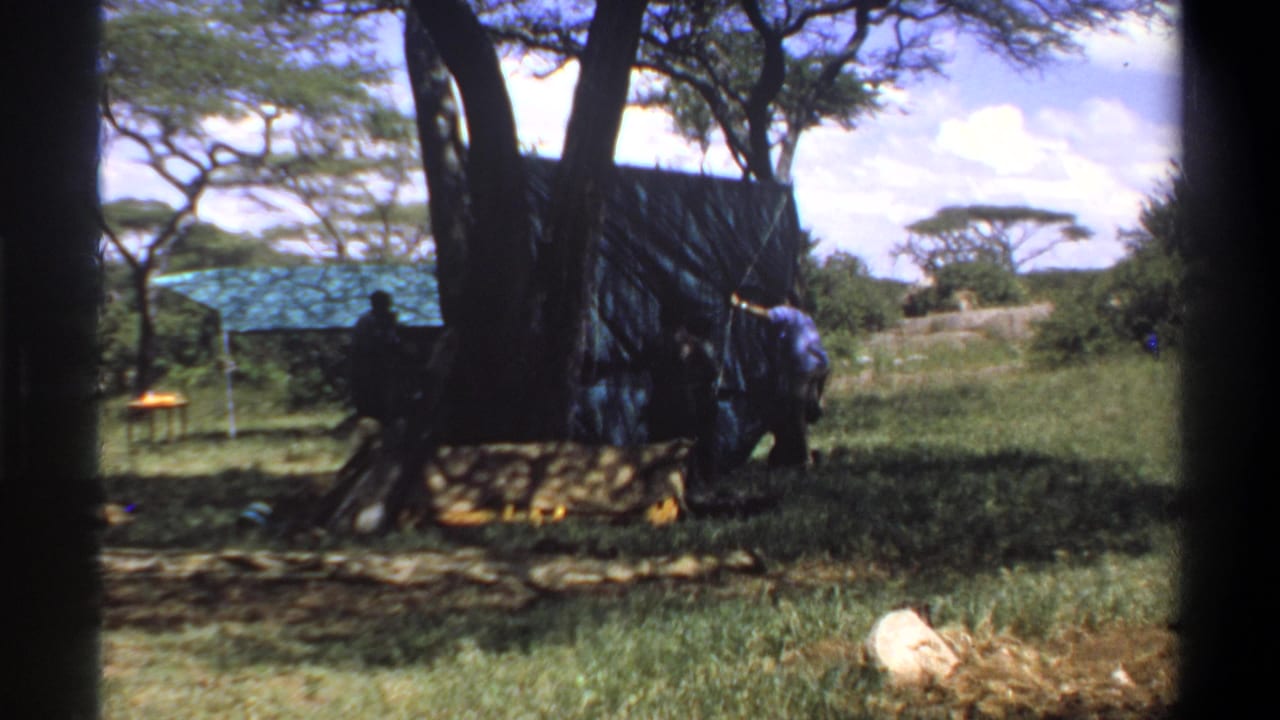 People work near dark tarp shelters beneath large trees in a grassy camp area.