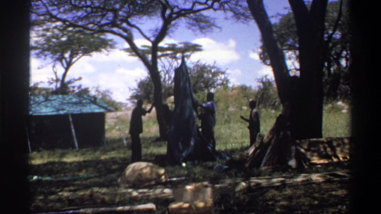 The men continue trying to raise the tall blue tarp or tent in a grassy Lagos outdoor area, with trees and cut wood in the foreground.