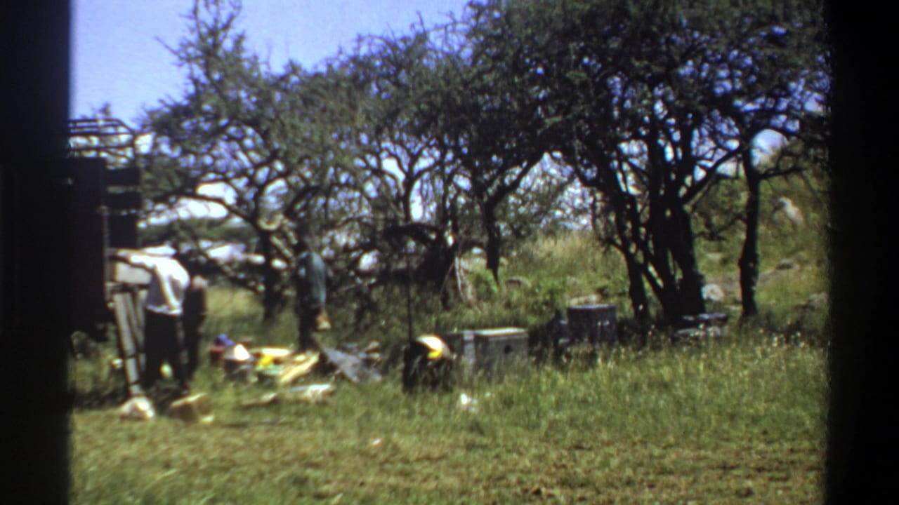 1969 Lagos, Nigeria 8mm frame showing men and supplies in tall grass among trees during outdoor field activity.