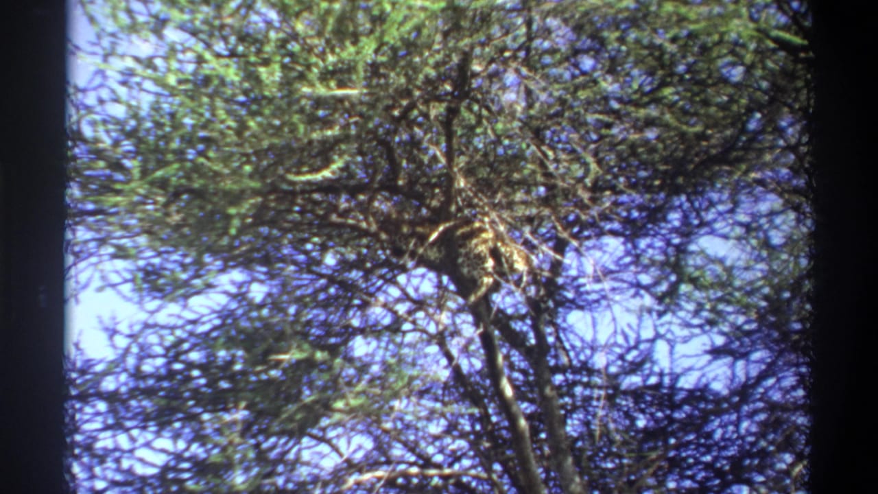 1969 Lagos 8mm frame looking up through dense thorny branches and leaves against blue sky.