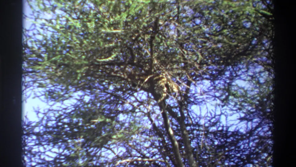 1969 Lagos 8mm frame looking up through dense thorny branches and leaves against blue sky.