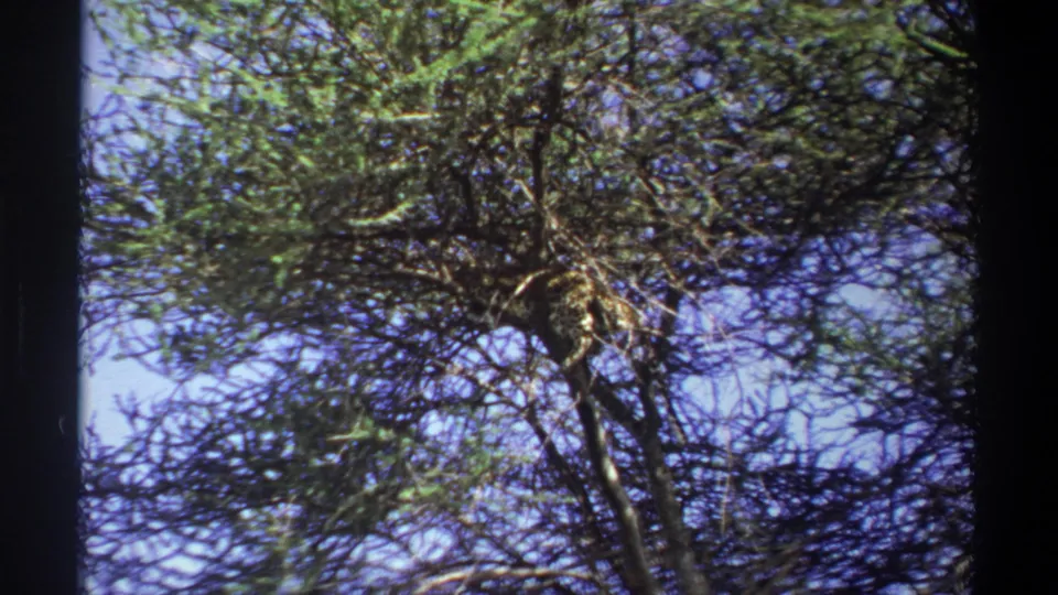 1969 Lagos 8mm frame of a dense tree canopy, with tangled branches and blue sky visible through the leaves.