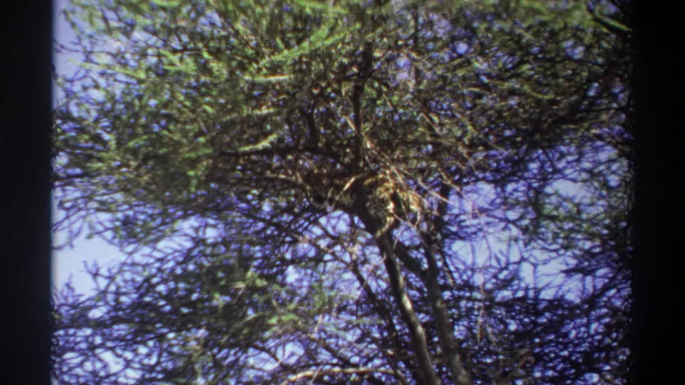 1969 Lagos 8mm frame showing thorny branches and foliage overhead, with the campsite no longer visible.