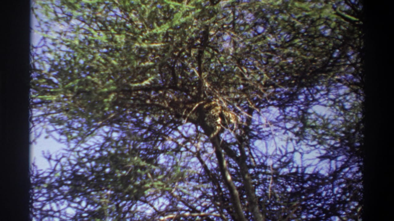 Low-angle view of a tall tree with tangled branches and sparse green leaves against blue sky.