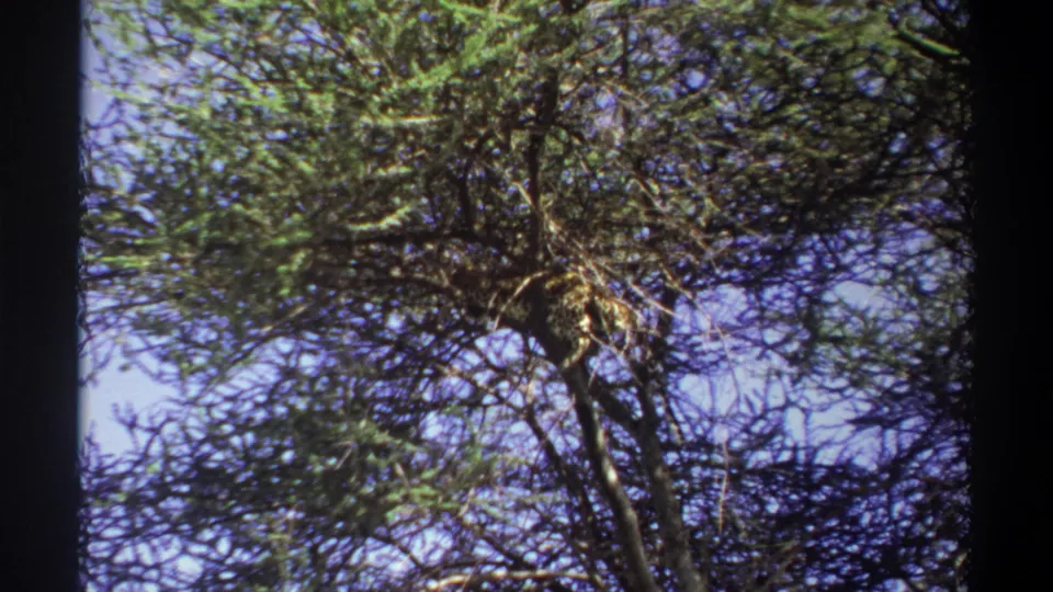 1969 Lagos 8mm frame showing an upward view of a tall tree with crooked branches, scattered leaves, and bright sky beyond.