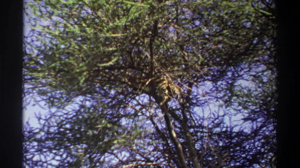 1969 Lagos 8mm frame of a tall acacia-like tree canopy, with dense crooked branches and patches of blue sky.