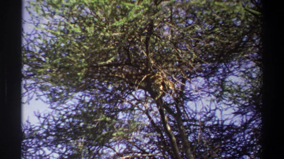 1969 Lagos 8mm frame showing the tree from below, with a slim trunk rising into tangled branches and scattered leaves.