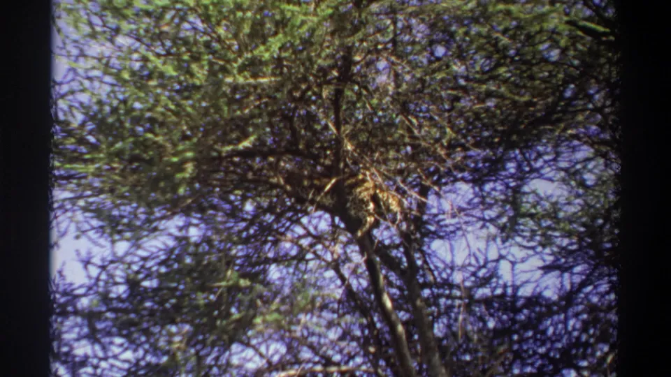 1969 Lagos 8mm frame of a low-angle tree canopy, emphasizing the dark trunk, crooked branch structure, and sparse green leaves.