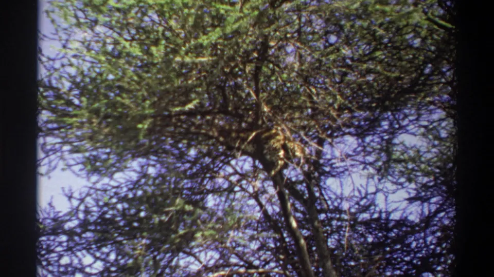 1969 Lagos home-movie frame looking upward at a leopard resting in a leafy tree canopy against blue sky.