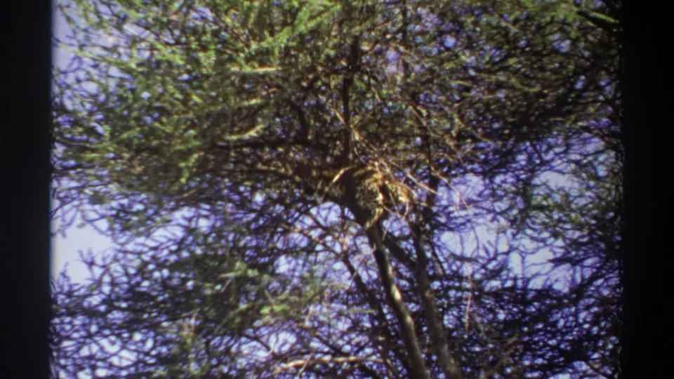 Upward 8mm view of a leopard resting among branches in Lagos, Nigeria, with foliage filling most of the frame.
