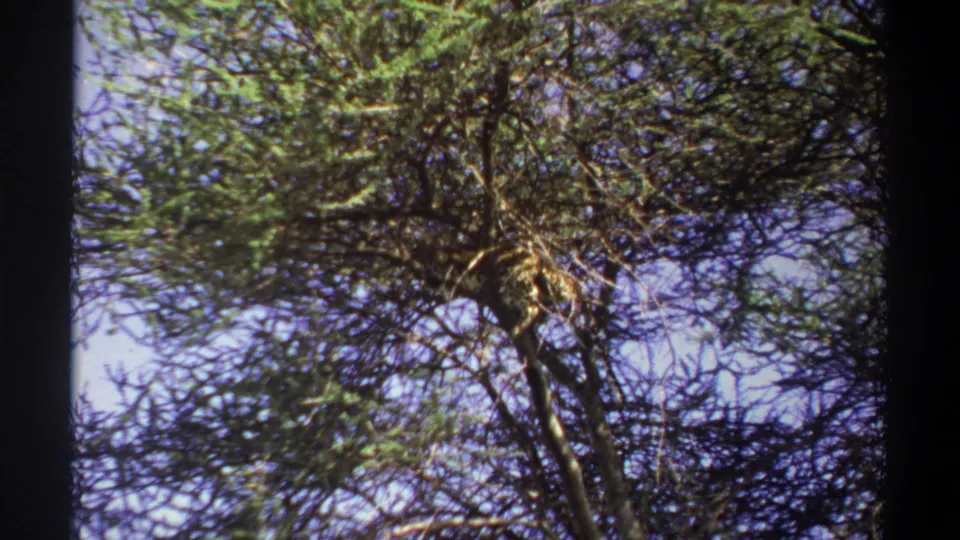Vintage 8mm frame from Lagos showing the leopard partially obscured by leaves and dark tree limbs.