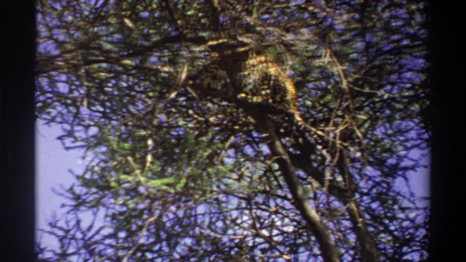 Closer 1969 Lagos frame of a leopard resting across tree limbs, its spotted coat visible through dense foliage.
