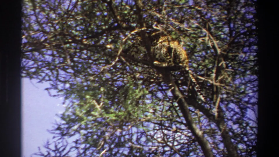 1969 Lagos, Nigeria 8mm frame showing a leopard partly hidden in thorny branches beneath a bright blue sky.