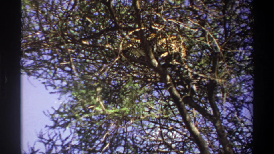 1969 Lagos, Nigeria 8mm frame of a leopard lying among dense branches, viewed from below through foliage.