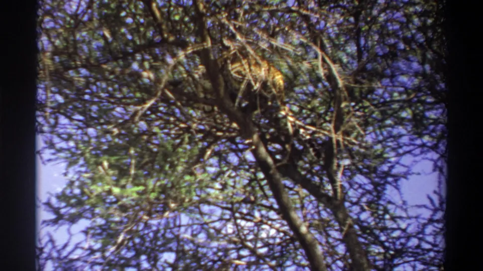 1969 Lagos, Nigeria 8mm frame showing a low-angle view of a leopard camouflaged in branches and leaves.