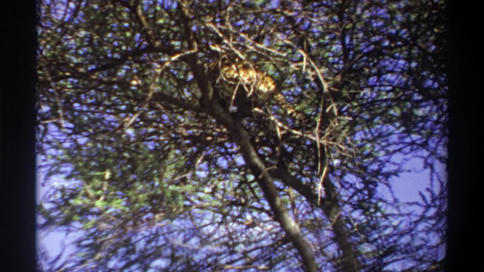 1969 Lagos, Nigeria 8mm frame of a leopard resting among tangled tree limbs with sky visible behind it.