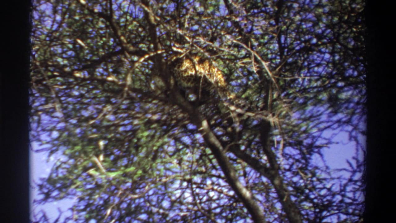 Leopard partly hidden among upper tree branches against blue sky.