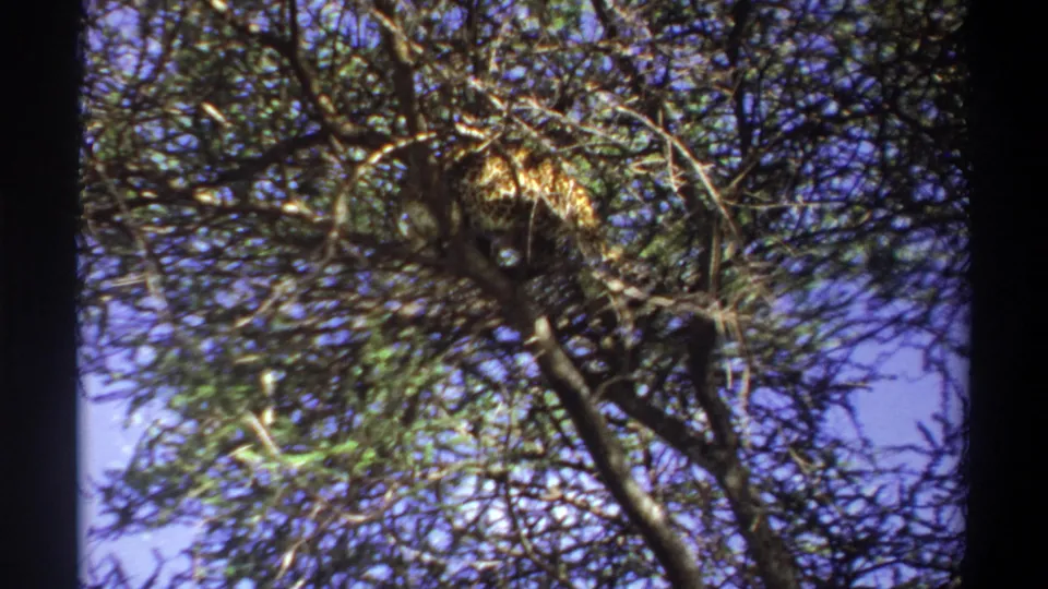 1969 Lagos 8mm frame showing a leopard resting high in tangled tree branches with blue sky and foliage behind it.