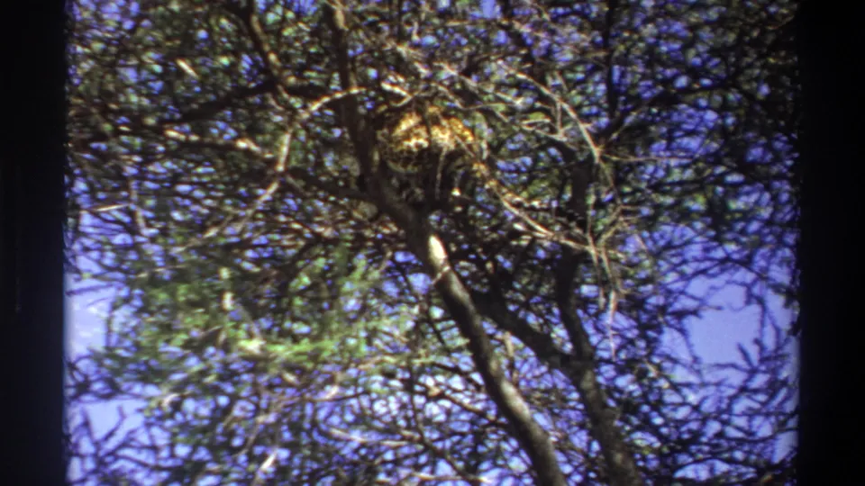 Low-angle 1969 Lagos home-movie frame of a leopard nestled in a tree canopy, seen through dense branches and leaves.