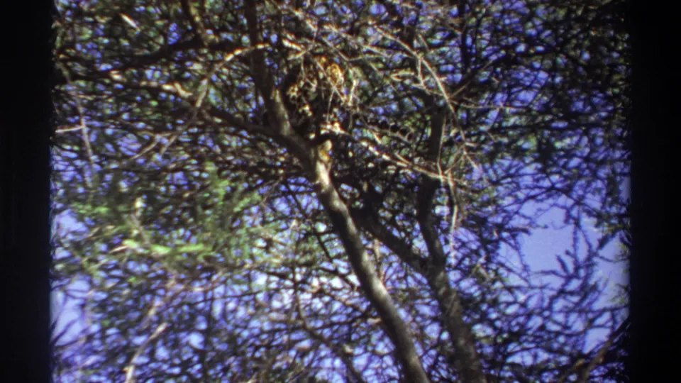 1969 Lagos 8mm frame looking upward at a leopard partly concealed in tree branches, with bright sky visible through foliage.