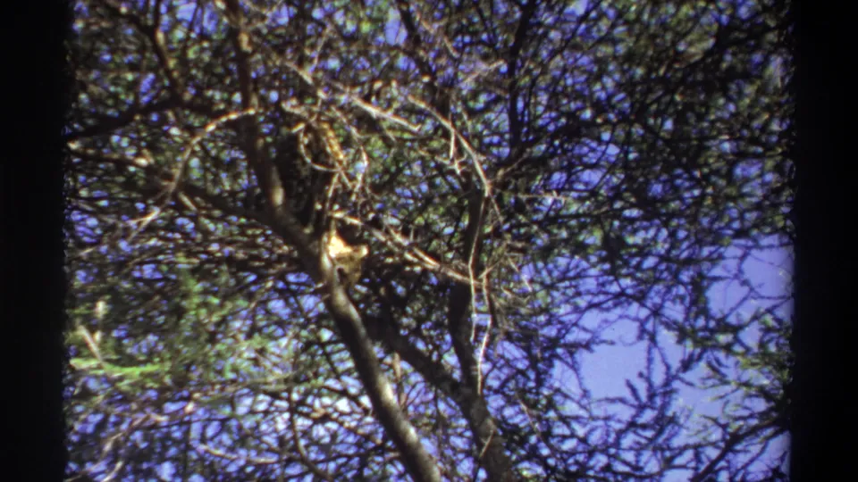 Final 1969 Lagos frame showing the leopard still among dense tree branches, its spotted coat blending with sunlit foliage.