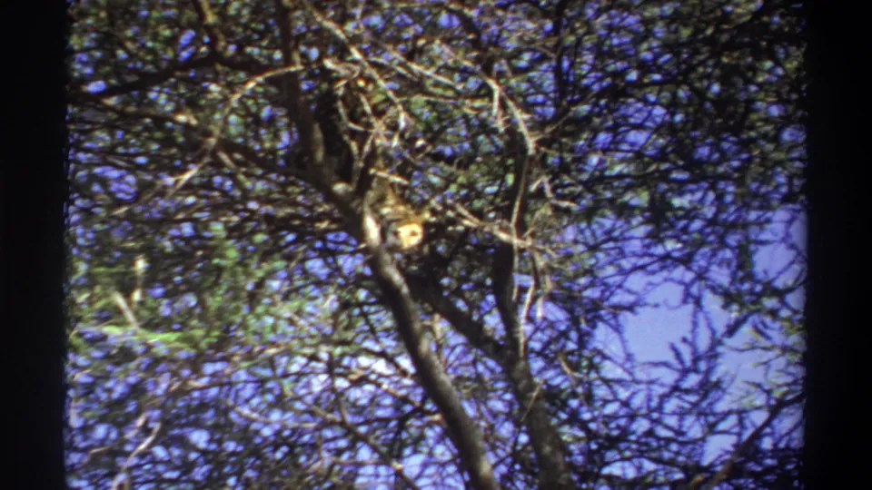 1969 Lagos, Nigeria 8mm frame showing a leopard lying in an acacia-like tree, partly hidden by branches and foliage.