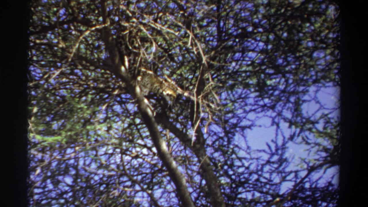 Leopard stretched along a branch amid dense tree limbs.