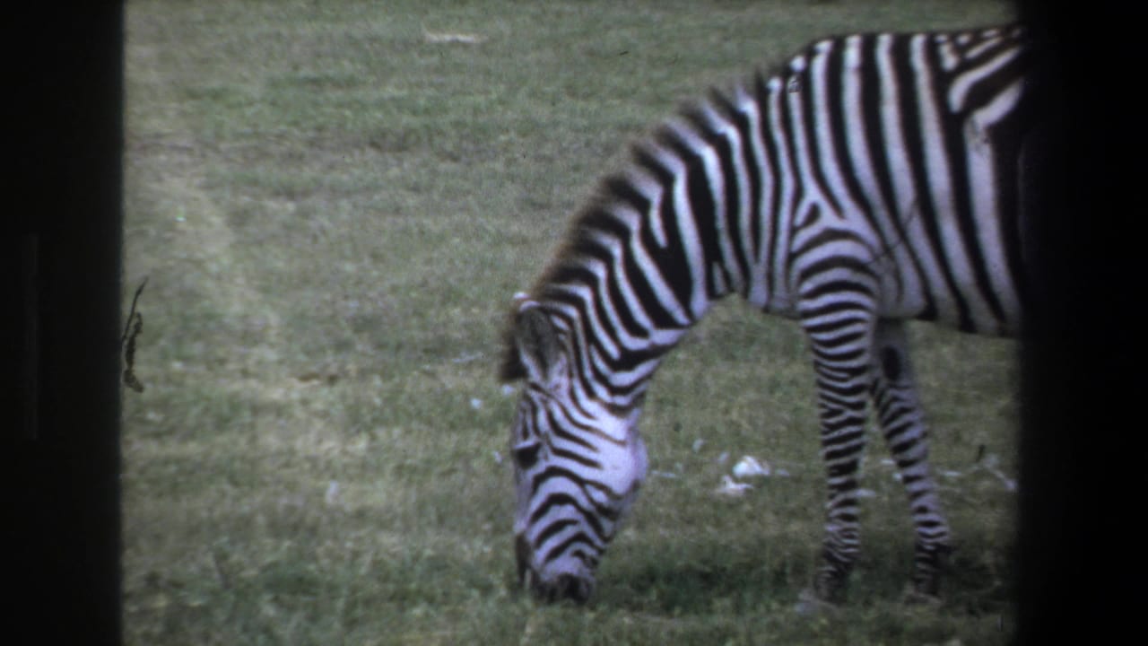 1969 Pretoria home-movie frame showing a zebra in profile grazing on grass, with soft 8mm grain and dark frame edges.