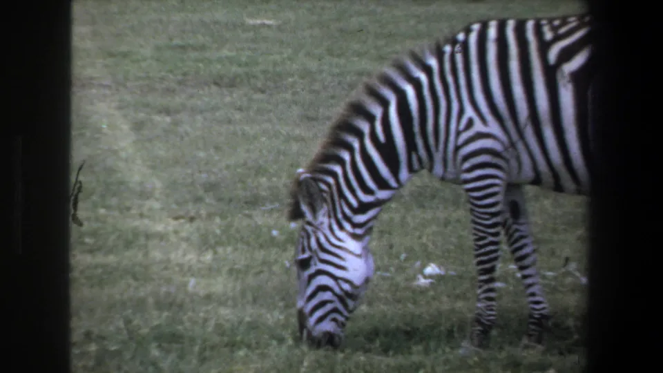 1969 Pretoria home-movie frame showing a zebra in profile grazing on grass, with soft 8mm grain and dark frame edges.