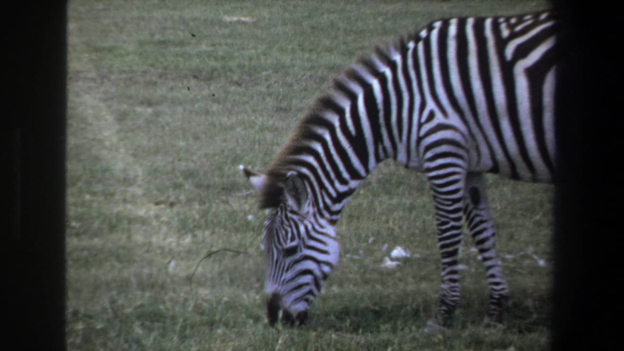 Zebra grazing in profile on grass with its body cropped near the right edge.