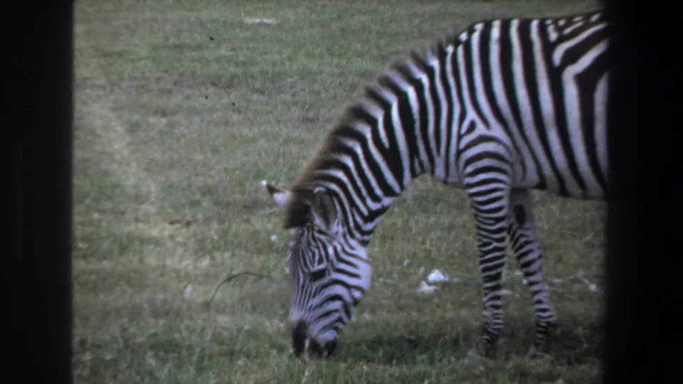 1969 Pretoria frame of a zebra feeding in a grassy area, its striped body partly cropped by the 8mm scan framing.