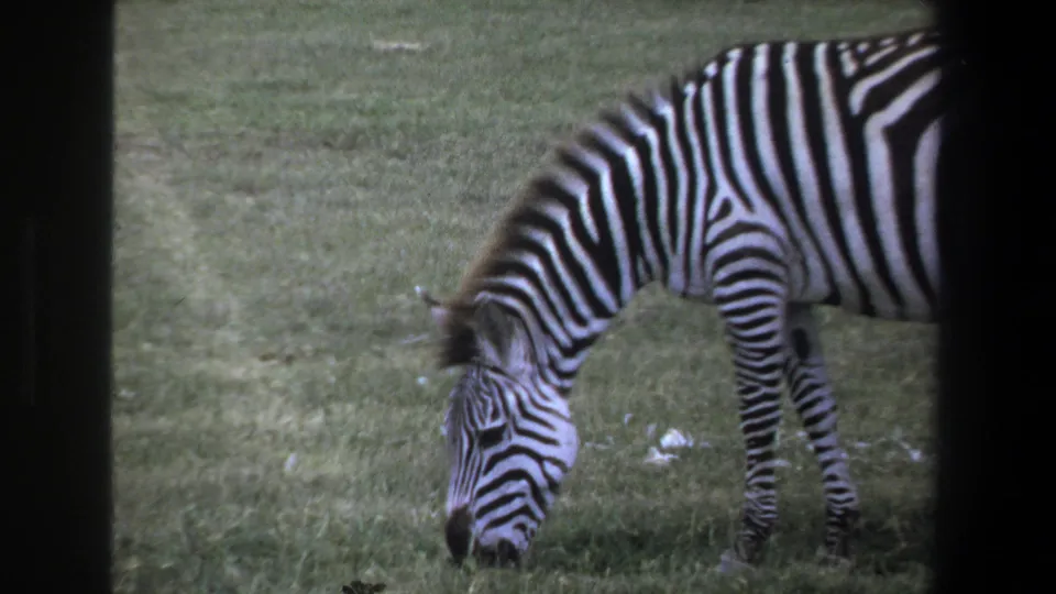 1969 Pretoria home-movie still showing a zebra feeding in profile, with visible grain, soft focus, and dark scan edges.