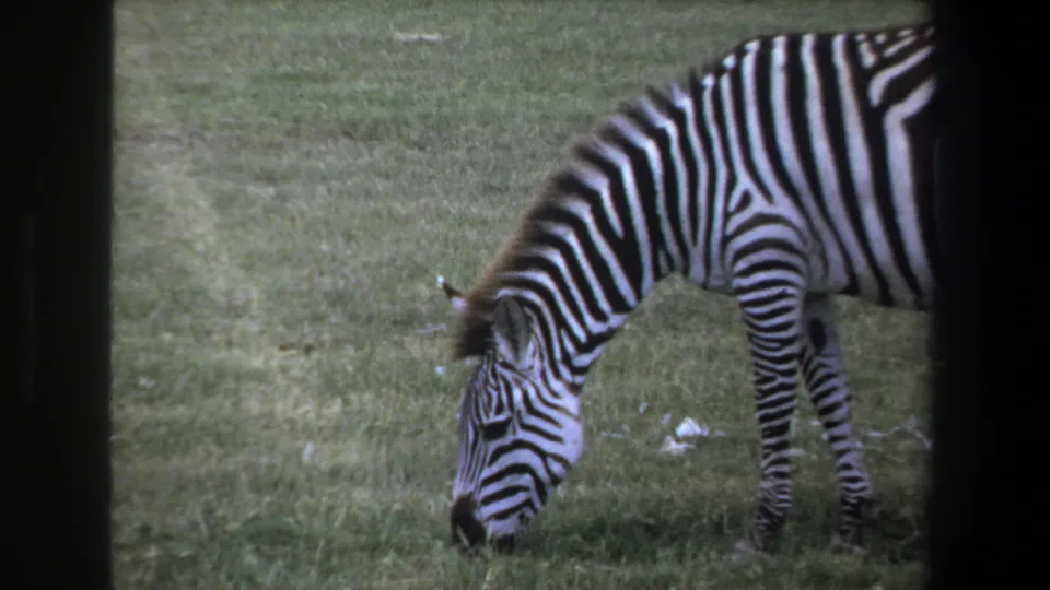 1969 Pretoria 8mm frame of a zebra with head lowered to grass, surrounded by muted green field and dark film borders.