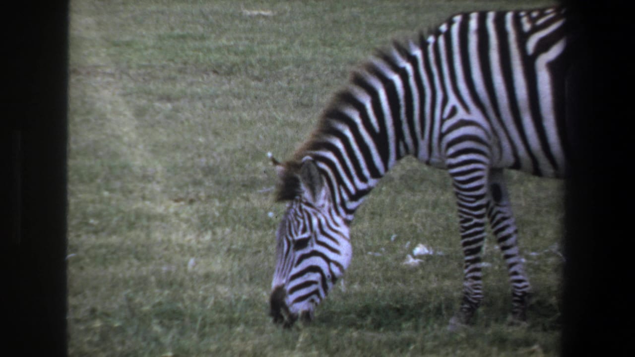 1969 8mm home-movie frame from the Pretoria metadata showing a zebra grazing in grass, with soft focus and dark frame edges.