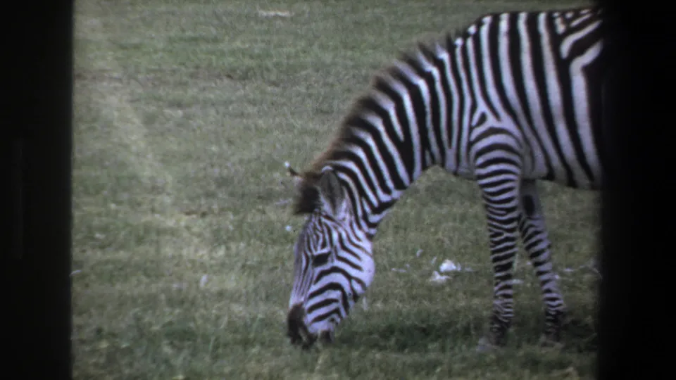 1969 8mm home-movie frame from the Pretoria metadata showing a zebra grazing in grass, with soft focus and dark frame edges.