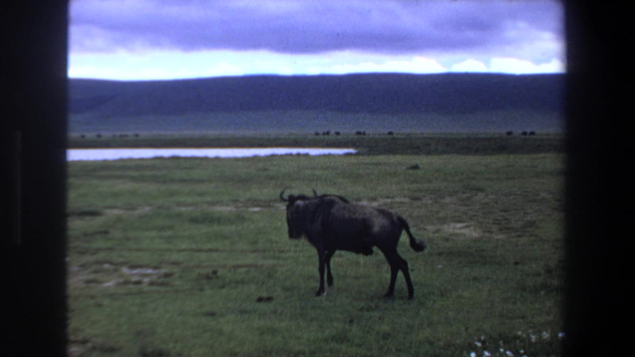Wildebeest on open savanna near a distant waterhole and low hills, matching the supplied 1969 Pretoria-area wildlife metadata.