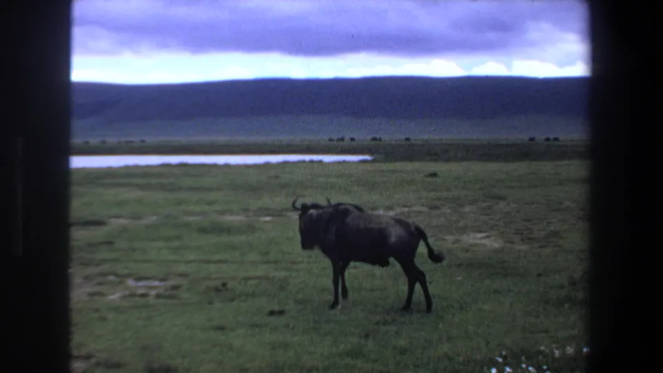 Wildebeest on open savanna near a distant waterhole and low hills, matching the supplied 1969 Pretoria-area wildlife metadata.