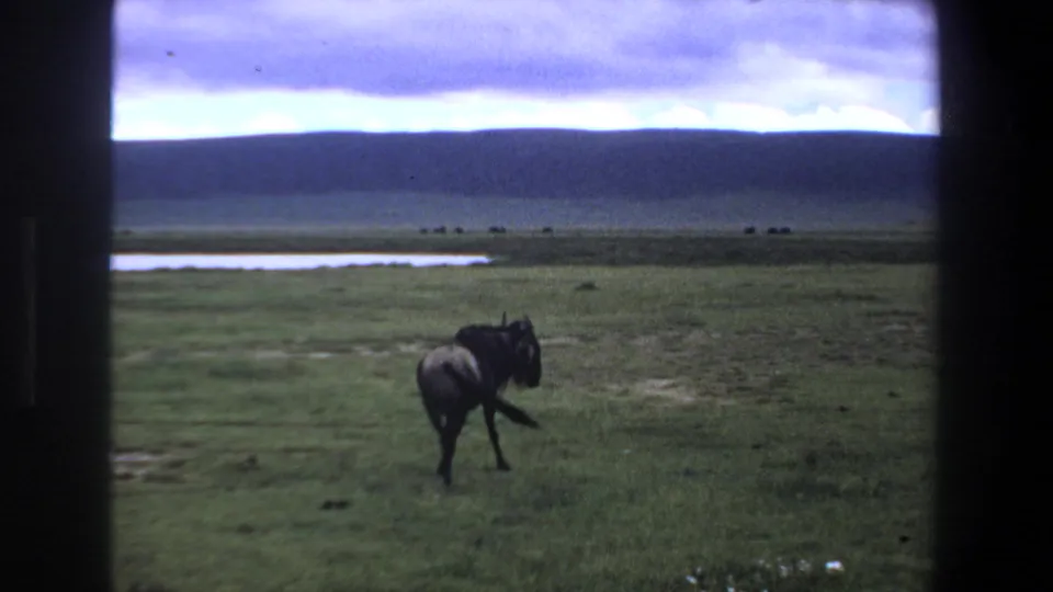 Wildebeest walking through a grassy South African savanna scene, with a pale waterhole and dark hills visible in the background.