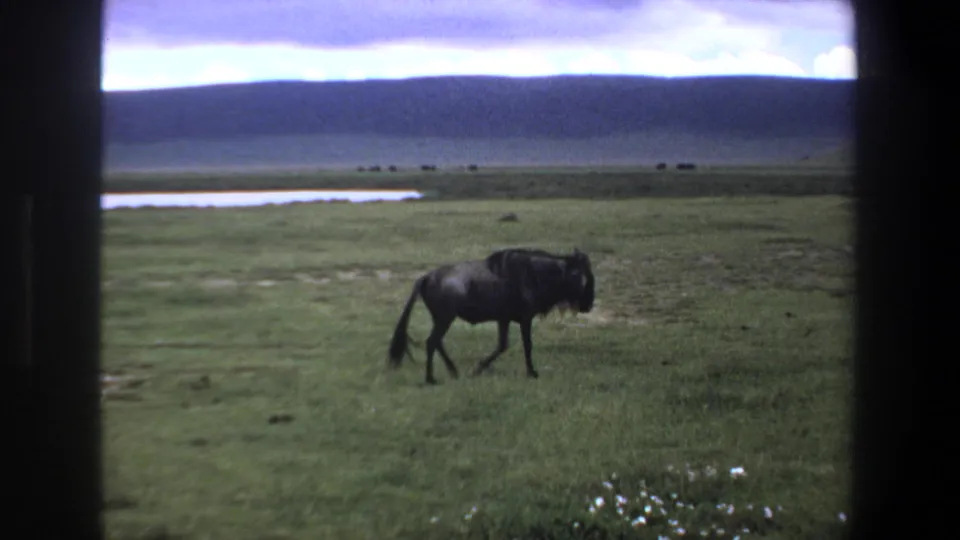 1969 8mm frame of a wildebeest moving across open grassland near Pretoria, with hills, water, and dark film borders in view.