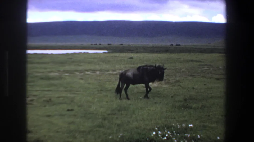 A wildebeest stands on open grassland near Pretoria, South Africa, in 1969, framed by dark vehicle-window edges.