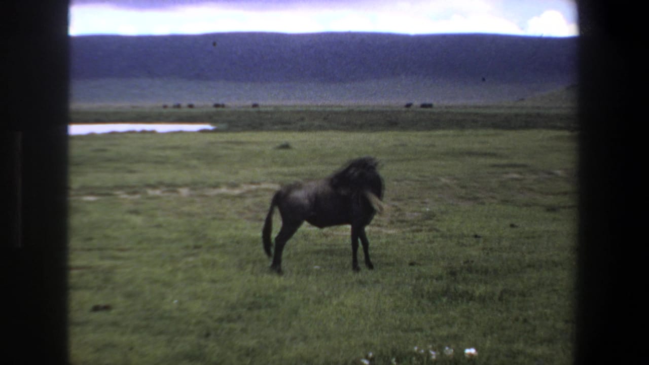 Wildebeest walking across open grassland under a cloudy sky.