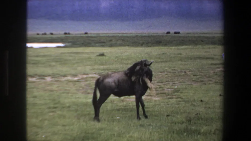 The wildebeest appears closer in the frame, standing on green savanna during a 1969 home-movie safari near Pretoria.