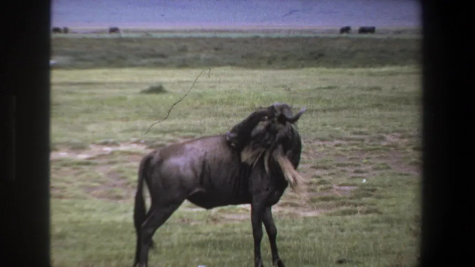 A horned wildebeest fills more of the frame on the South African savanna, with soft 8mm grain and distant grassland behind it.