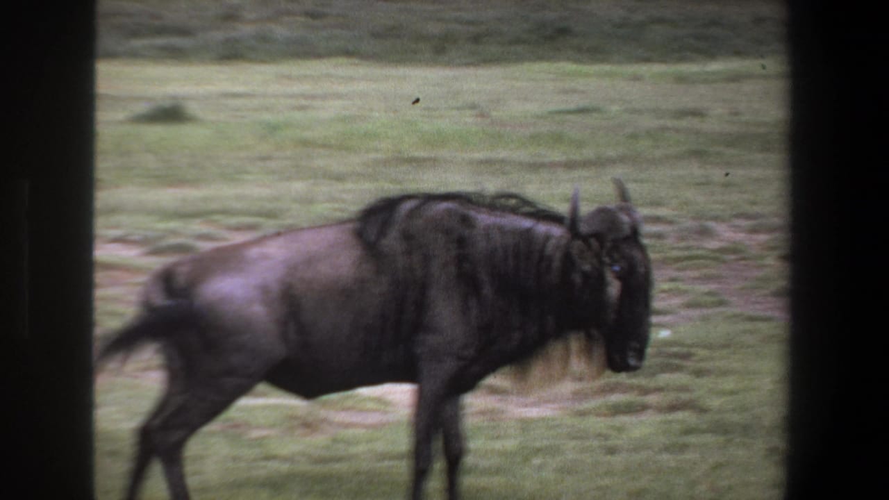 1969 Pretoria home-movie frame showing a wildebeest moving across grassy ground behind dark window-like borders.