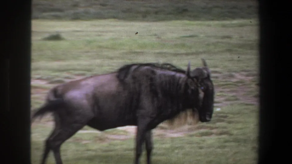 1969 Pretoria home-movie frame showing a wildebeest moving across grassy ground behind dark window-like borders.