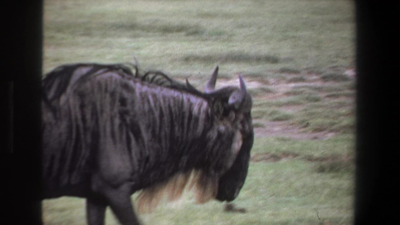 A dark wildebeest with horns and a long beard walks across grass in 1969 Pretoria 8mm footage.