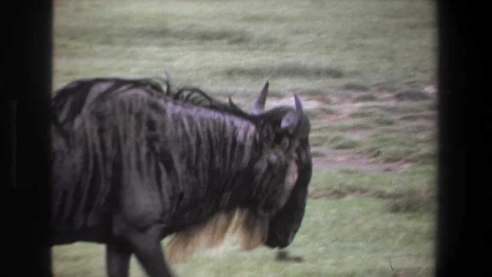 A dark wildebeest with horns and a long beard walks across grass in 1969 Pretoria 8mm footage.