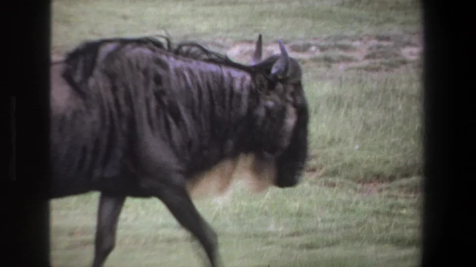 Close cropped 8mm frame of a wildebeest moving through grass near Pretoria, South Africa in 1969.