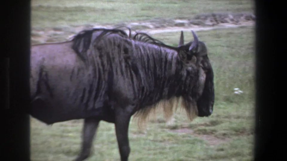 Profile view of a wildebeest walking across grassy terrain in vintage 8mm footage from Pretoria in 1969.